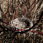 Empty-Nest-Syndrome---Family-First-Therapy